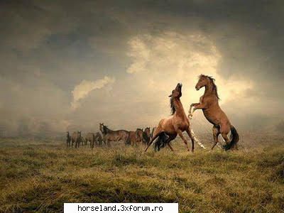 şi mie �mi plac caii :rotfl: caii